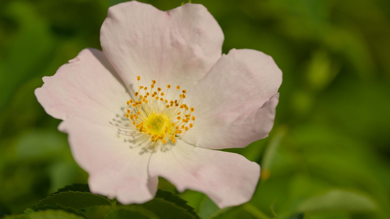 Wallpaper rosehip, petals, flower, macro