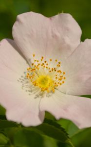 Preview wallpaper rosehip, petals, flower, macro