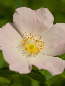 Preview wallpaper rosehip, petals, flower, macro