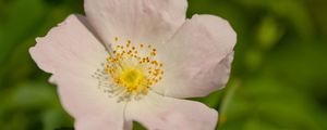 Preview wallpaper rosehip, petals, flower, macro