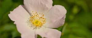 Preview wallpaper rosehip, petals, flower, macro