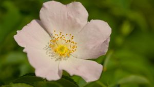 Preview wallpaper rosehip, petals, flower, macro
