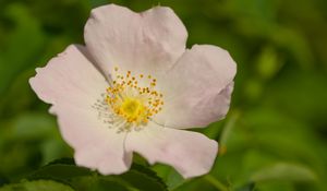 Preview wallpaper rosehip, petals, flower, macro