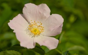 Preview wallpaper rosehip, petals, flower, macro