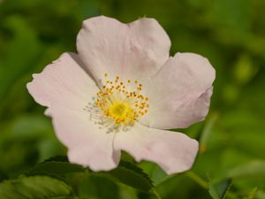 Preview wallpaper rosehip, petals, flower, macro