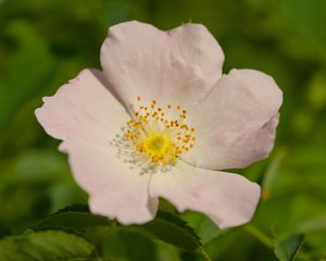 Preview wallpaper rosehip, petals, flower, macro