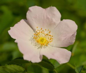 Preview wallpaper rosehip, petals, flower, macro