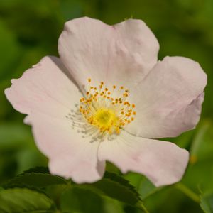 Preview wallpaper rosehip, petals, flower, macro