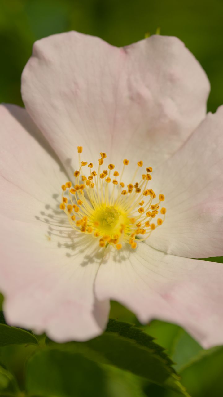 720x1280 Wallpaper rosehip, petals, flower, macro