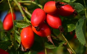 Preview wallpaper rosehips, berries, branch