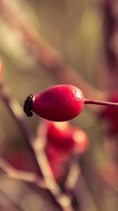 Preview wallpaper rosehips, branch, plant, ripe