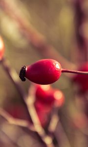 Preview wallpaper rosehips, branch, plant, ripe