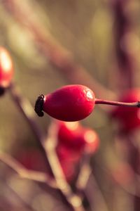 Preview wallpaper rosehips, branch, plant, ripe