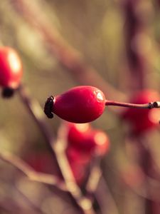 Preview wallpaper rosehips, branch, plant, ripe