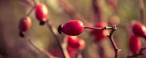 Preview wallpaper rosehips, branch, plant, ripe
