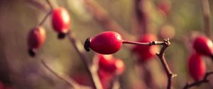 Preview wallpaper rosehips, branch, plant, ripe