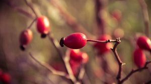 Preview wallpaper rosehips, branch, plant, ripe