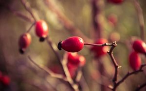 Preview wallpaper rosehips, branch, plant, ripe