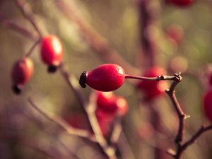 Preview wallpaper rosehips, branch, plant, ripe