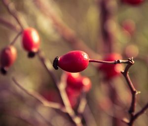 Preview wallpaper rosehips, branch, plant, ripe