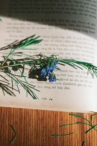 Preview wallpaper rosemary, flowers, branch, book, reading