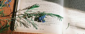 Preview wallpaper rosemary, flowers, branch, book, reading