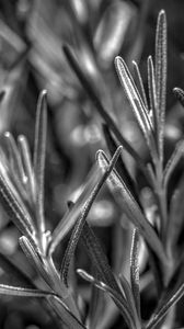 Preview wallpaper rosemary, plant, macro, black and white