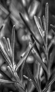 Preview wallpaper rosemary, plant, macro, black and white