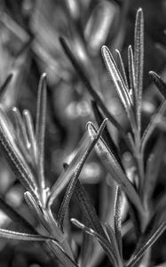 Preview wallpaper rosemary, plant, macro, black and white