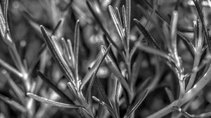 Preview wallpaper rosemary, plant, macro, black and white