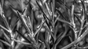 Preview wallpaper rosemary, plant, macro, black and white