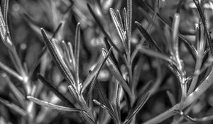 Preview wallpaper rosemary, plant, macro, black and white