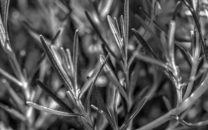 Preview wallpaper rosemary, plant, macro, black and white