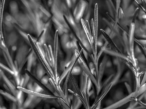 Preview wallpaper rosemary, plant, macro, black and white