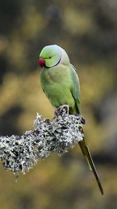 Preview wallpaper rose-ringed parakeet, parrot, bird, branch