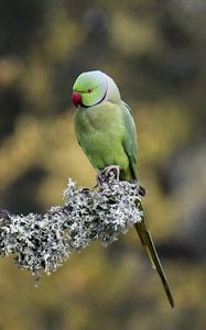 Preview wallpaper rose-ringed parakeet, parrot, bird, branch