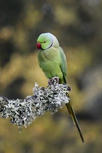 Preview wallpaper rose-ringed parakeet, parrot, bird, branch