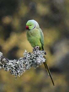 Preview wallpaper rose-ringed parakeet, parrot, bird, branch