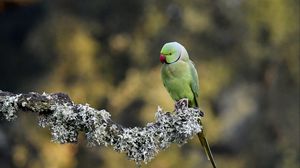 Preview wallpaper rose-ringed parakeet, parrot, bird, branch