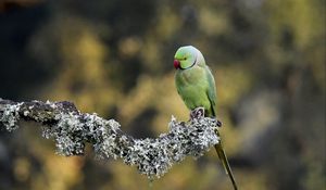 Preview wallpaper rose-ringed parakeet, parrot, bird, branch