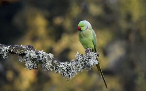 Preview wallpaper rose-ringed parakeet, parrot, bird, branch