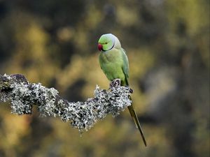 Preview wallpaper rose-ringed parakeet, parrot, bird, branch