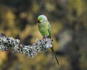 Preview wallpaper rose-ringed parakeet, parrot, bird, branch