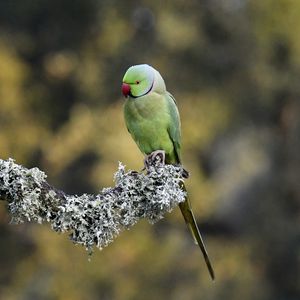 Preview wallpaper rose-ringed parakeet, parrot, bird, branch