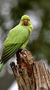 Preview wallpaper rose-ringed parakeet, parrot, bird, log