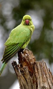 Preview wallpaper rose-ringed parakeet, parrot, bird, log