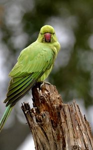 Preview wallpaper rose-ringed parakeet, parrot, bird, log