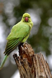 Preview wallpaper rose-ringed parakeet, parrot, bird, log