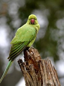 Preview wallpaper rose-ringed parakeet, parrot, bird, log