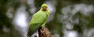 Preview wallpaper rose-ringed parakeet, parrot, bird, log